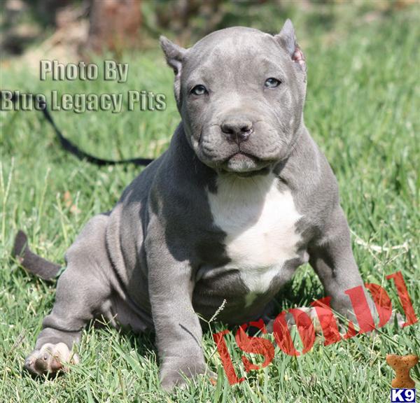 HEAVEN....SOLD....SOLD....WWW.BLUELEGACYPITS.COM